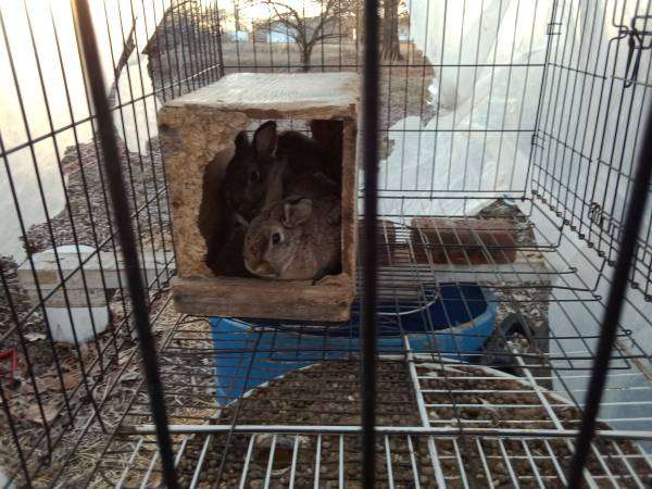 bunnies for sale