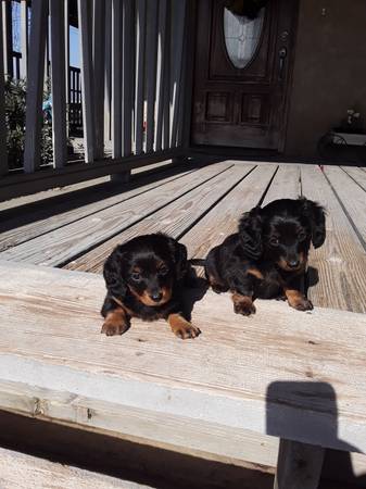 Mini dachshund puppies