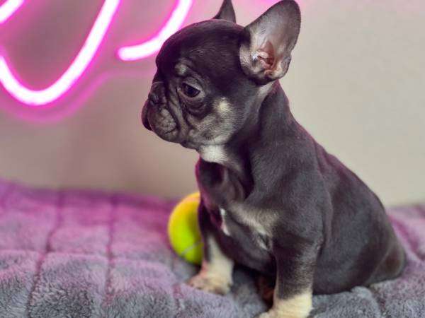 frenchie puppy!