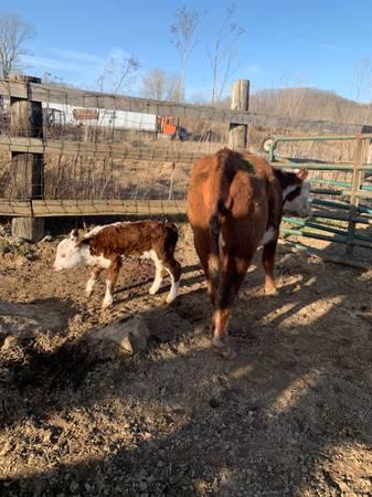 Cow calf