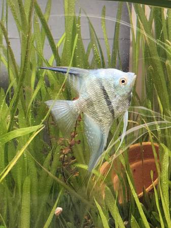 aquarium fish and plants for re- homing