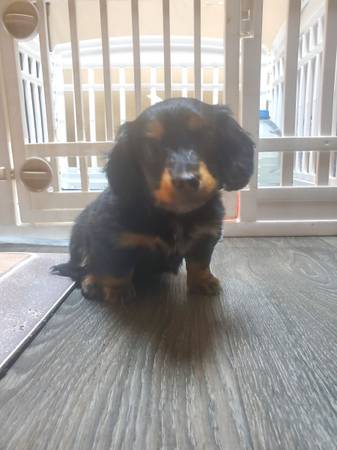 long hair female daschund puppy