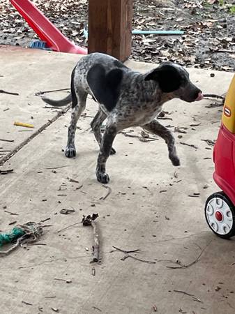 4 month old catahoula leopard pup