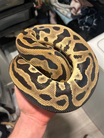 Ball pythons