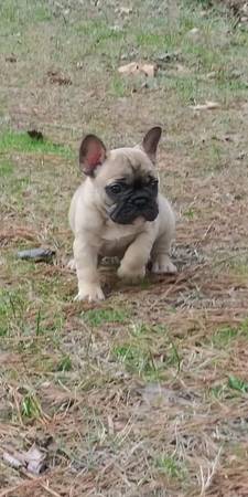 AKC French Bulldog Males