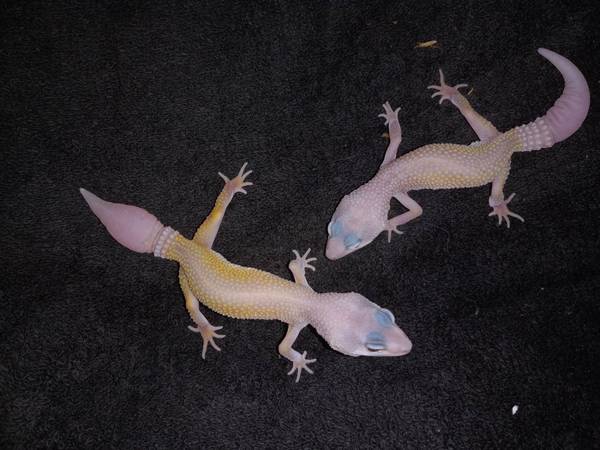 Juvenile Leopard Geckos