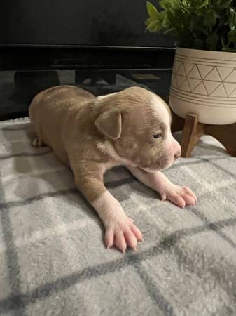 American Bully Puppies need new homes