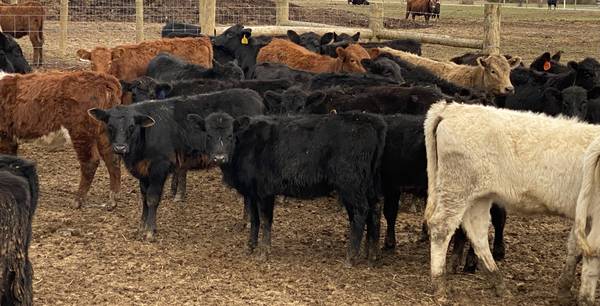 125 heifers