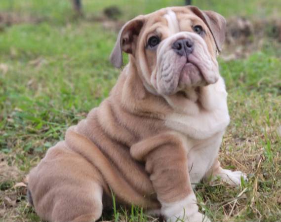 Male English Bulldog Puppy 1500