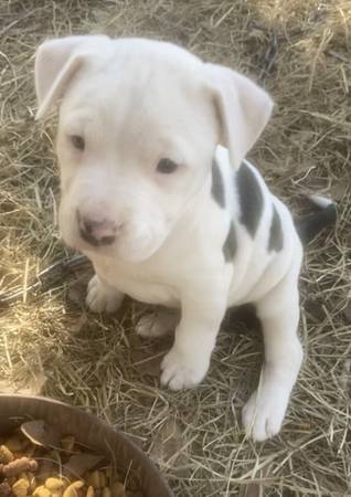 Pit bulldog puppies