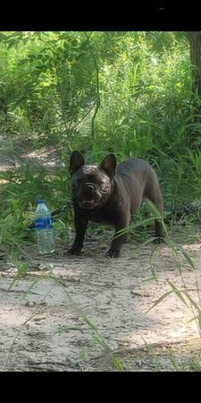 Male French Bulldog