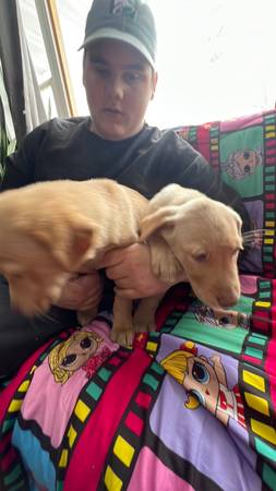 yellow labs, puppies