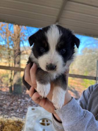 Australian Shepherd puppies