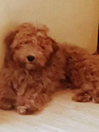 Cavl/ Poodle male