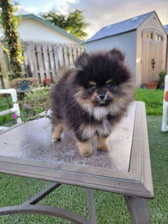 Pomeranian puppy