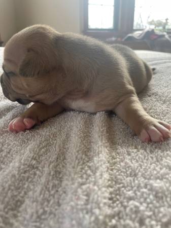 Pocket bully puppies