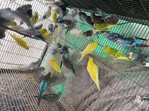 30 Parakeets available