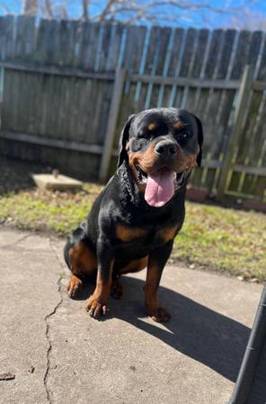 Male Rottweiler