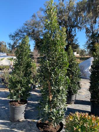 Japanese Blueberry trees