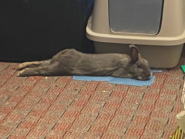 Free large male rabbit