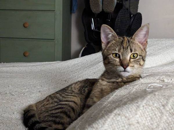 Hello, my name is Mig. 4 month old female kitten