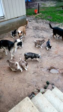 Husky Pups