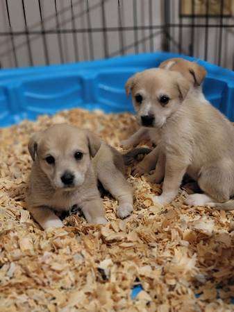 Golden Retriever Mix Puppies