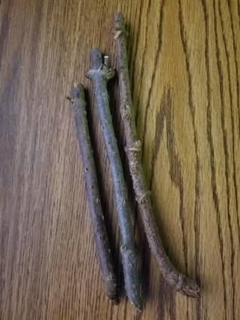 ELDERBERRY PLANTS