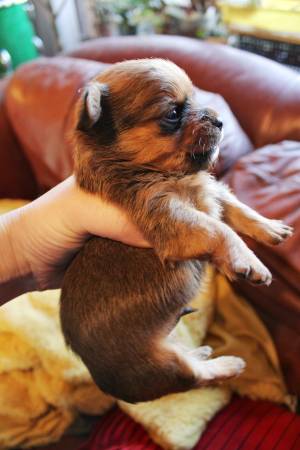 CKC registered yorkies