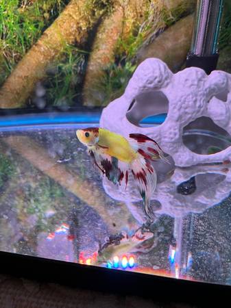 Sick betta fish needs rescue