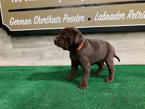 German Shorthaired Lab puppies