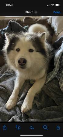 Lost dog husky mix wilderville this am REWARD