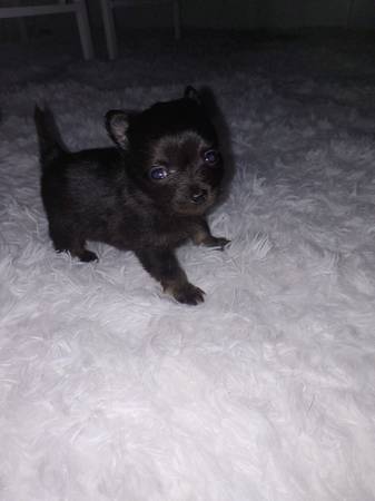 Chihuahua puppies-Purebred Teacup