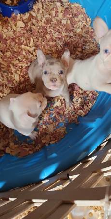 Micro Bully/Frenchie Pups