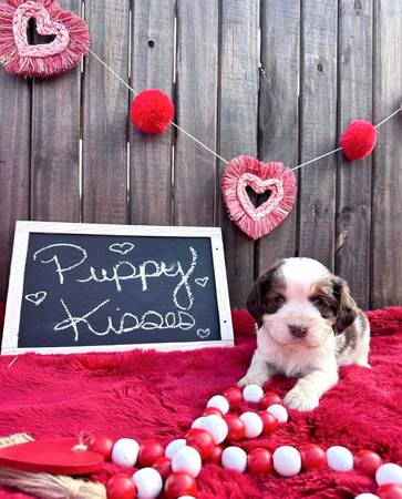 English Springer spaniels