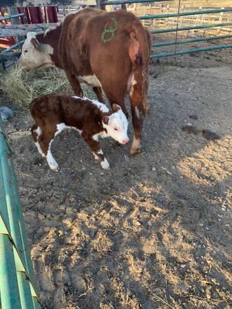 Cow calf