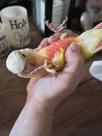 young conures