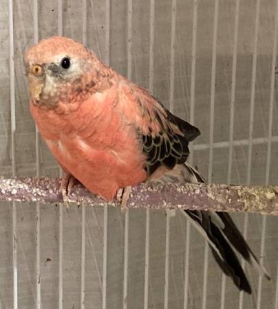 Bourke Parakeets