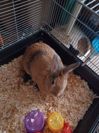 I have a one-year-old female rabbit