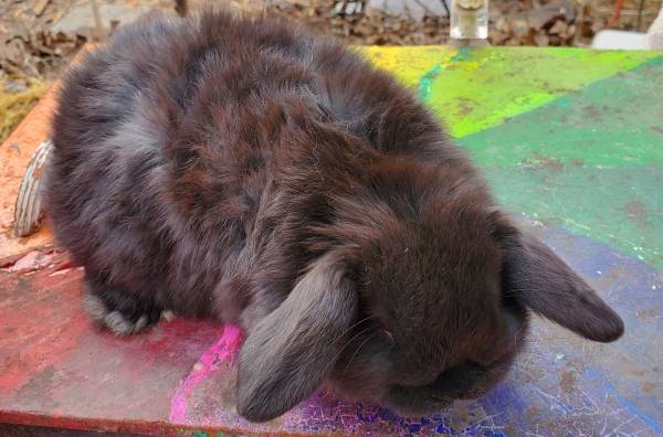 Holland lop bunny rabbits