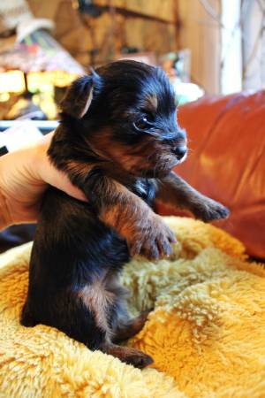 CKC registered yorkies