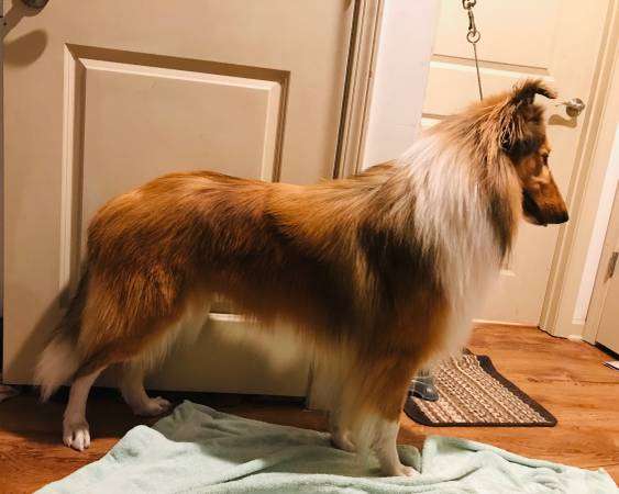 Rough collie