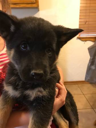 German Shepherd puppies