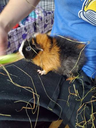 2 Female Guinea Pigs (one skinny pig!)