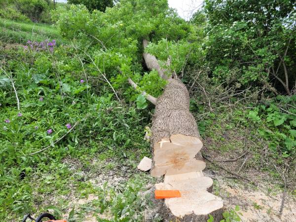 Tree and Shrub Removal