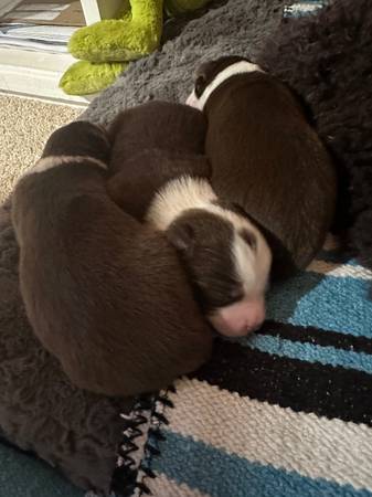 Mini Australian shepherds