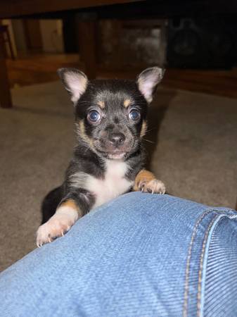 Tricolor Chihuahua