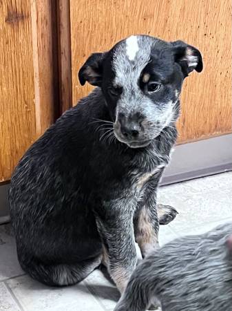 Heeler puppies