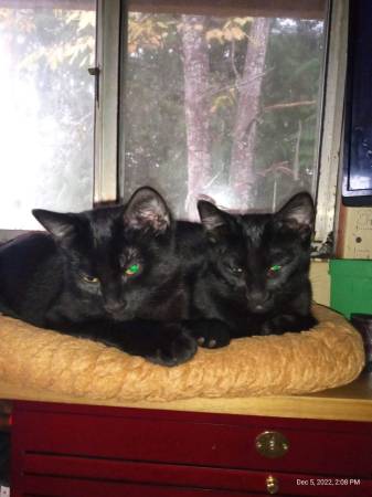 6 month old male kittens