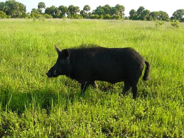 Florida wild boar and gator